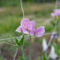 Sweet Pea 'Kings Coronation'
