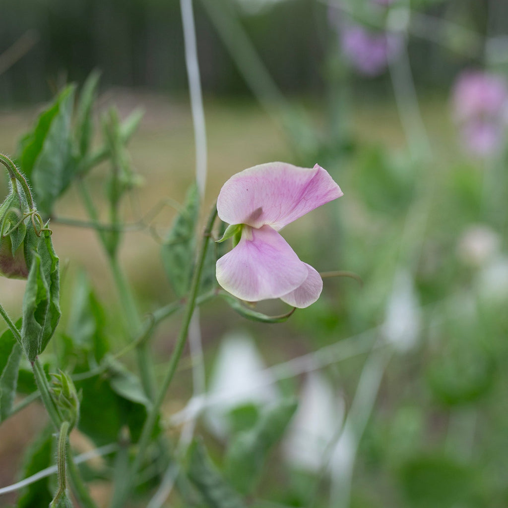 Sweet Pea 'Kings Coronation'