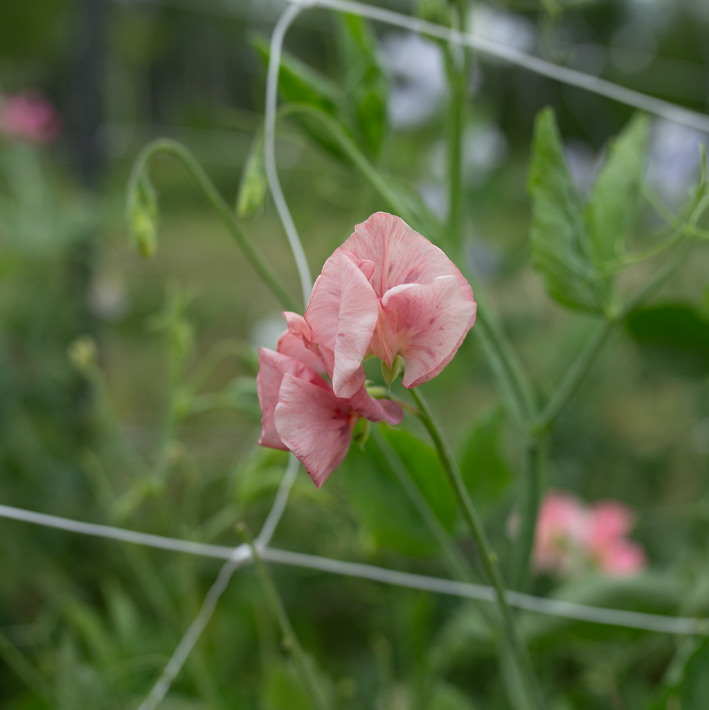 Sweet Pea 'Kings Ransom'