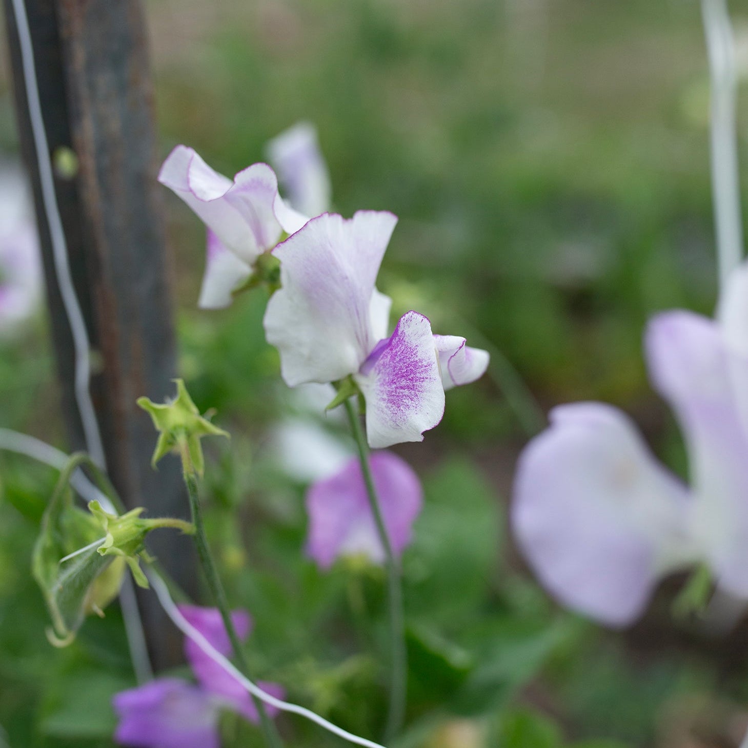 Sweet Pea 'Pulsar'