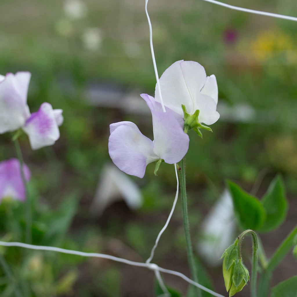 Sweet Pea 'Pulsar'