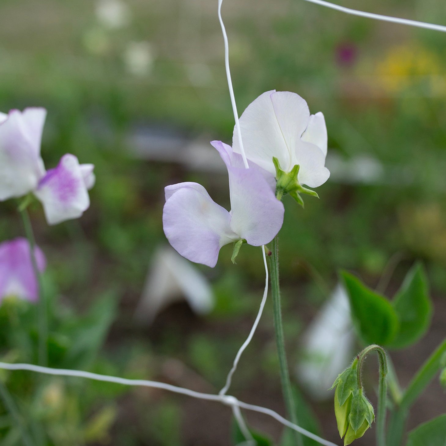 Sweet Pea 'Pulsar'