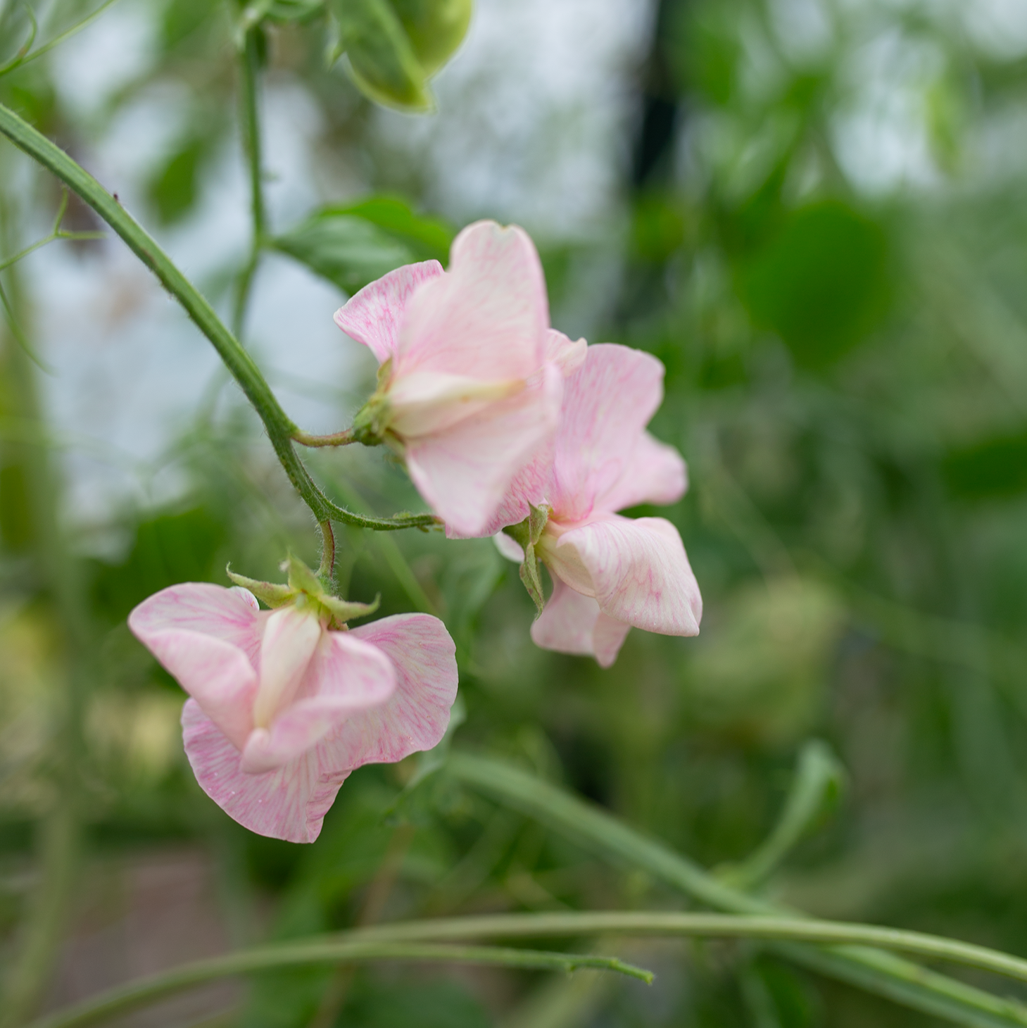 Sweet Pea 'Pastel'