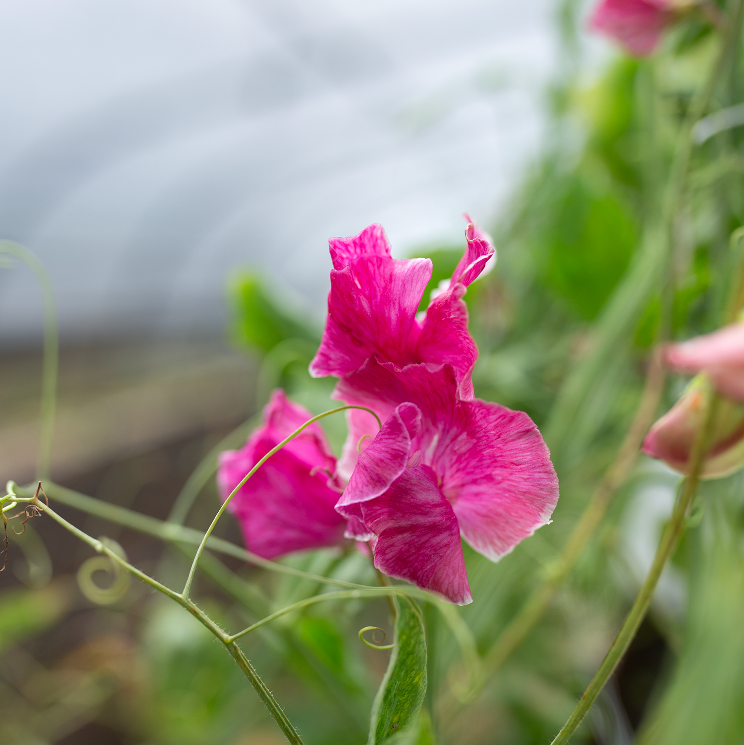 Sweet Pea 'Rosé'