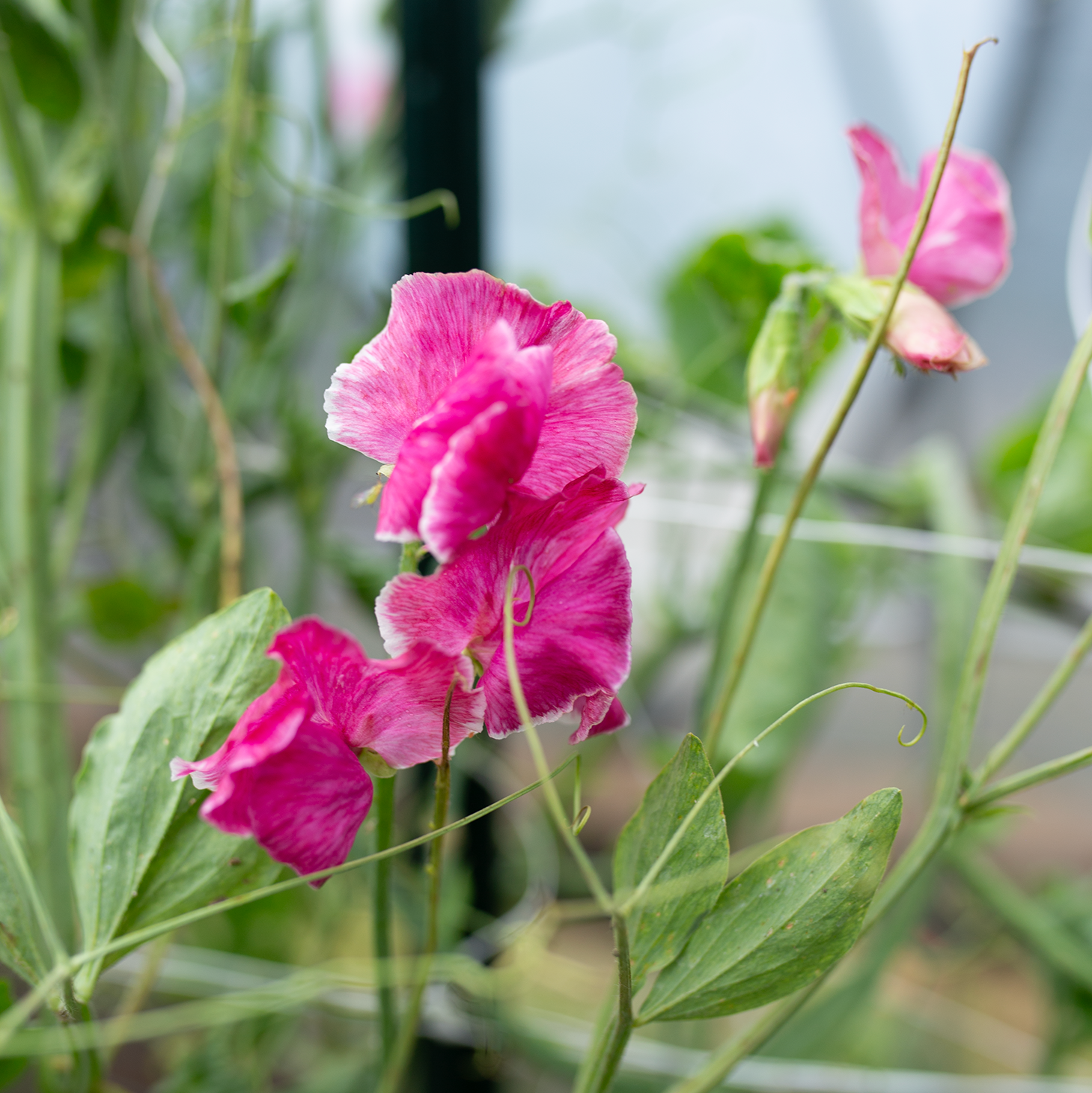 Sweet Pea 'Rosé'