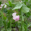Sweet Pea 'Rosy Frills'