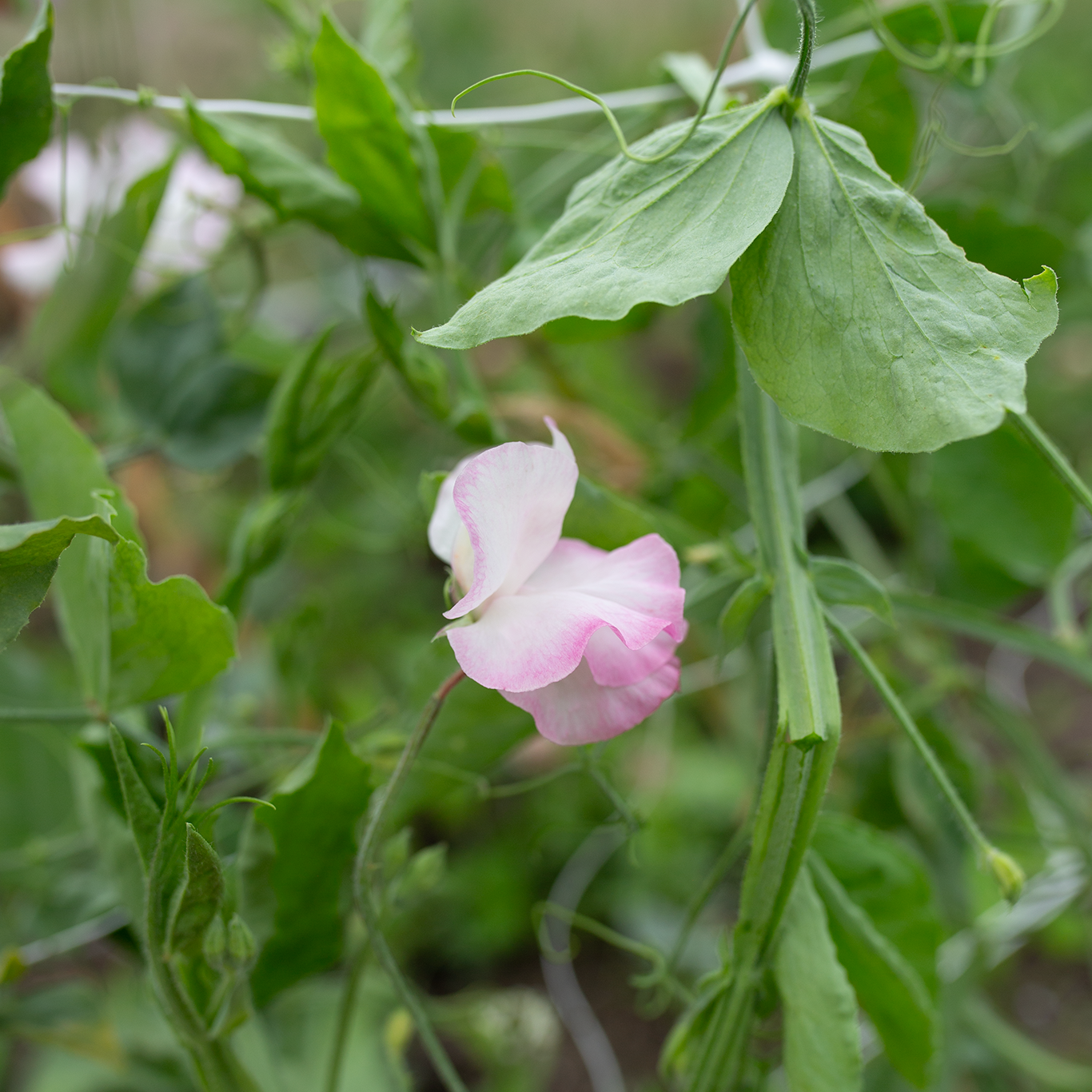 Sweet Pea 'Rosy Frills'