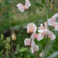 Sweet Pea 'Shell Pink'