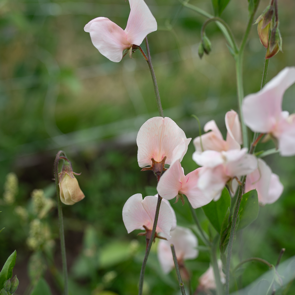Sweet Pea 'Shell Pink'