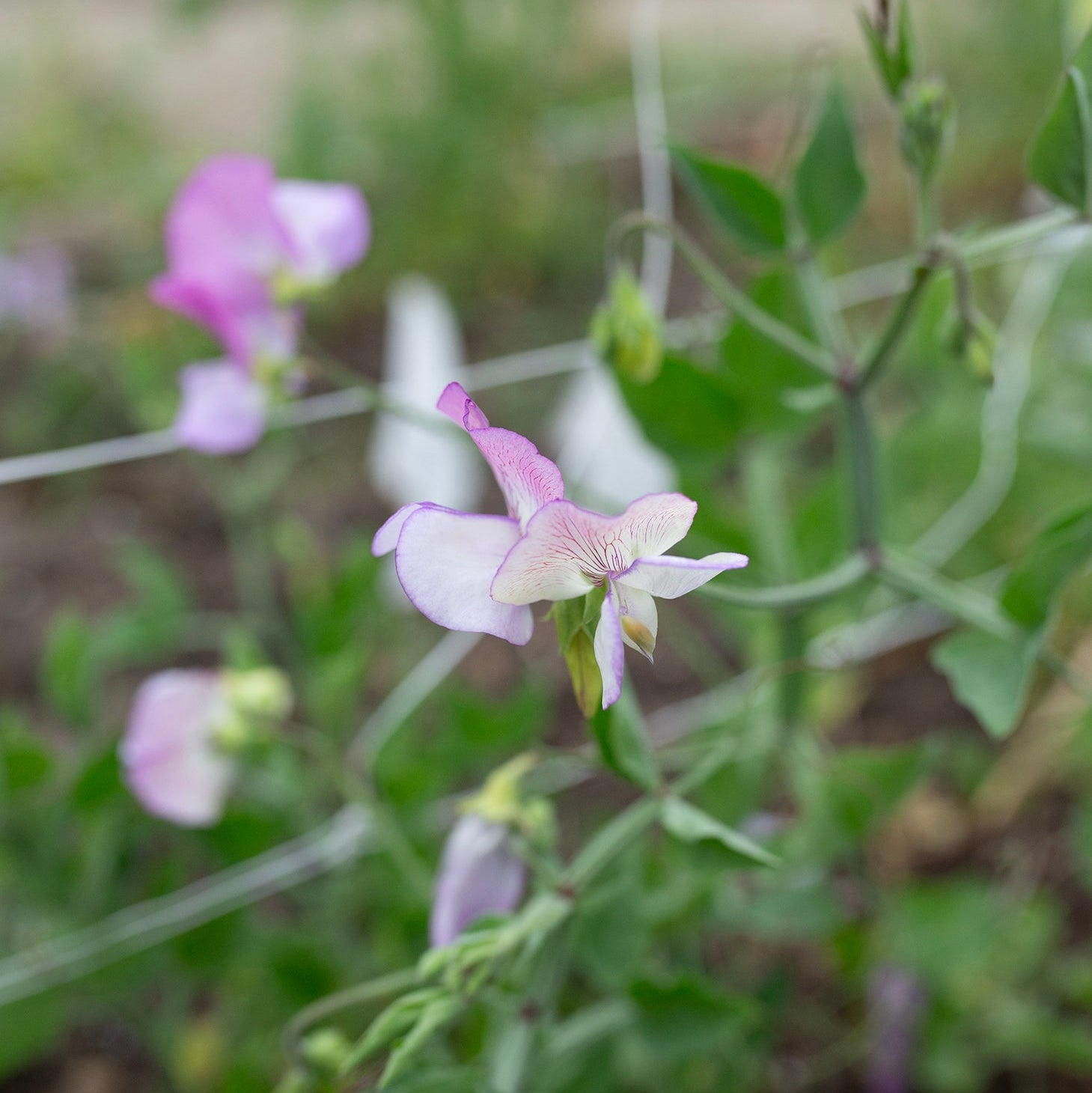 Sweet Pea 'Solway Shimmer'