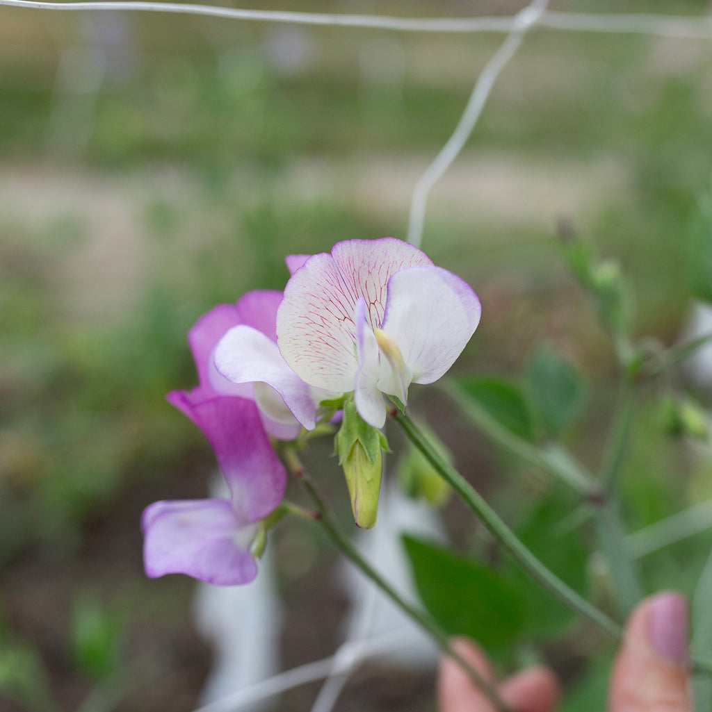 Sweet Pea 'Solway Shimmer'