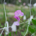Sweet Pea 'Solway Shimmer'