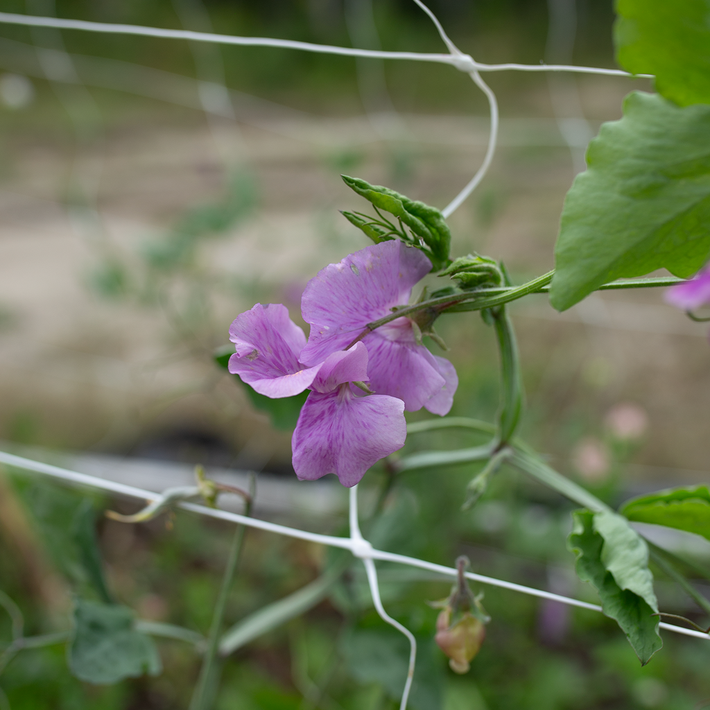 Sweet Pea 'Trelawny'