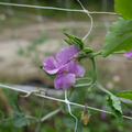 Sweet Pea 'Trelawny'