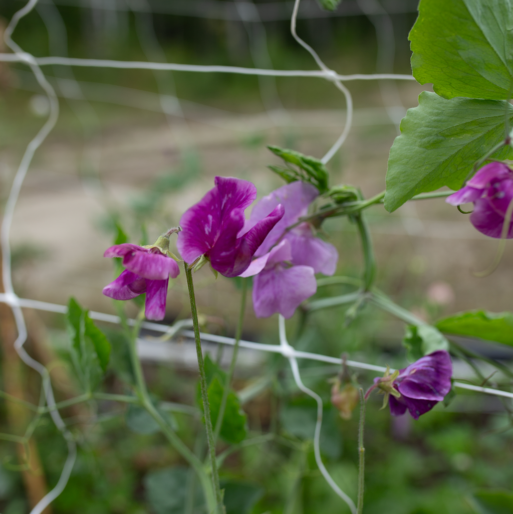 Sweet Pea 'Trelawny'