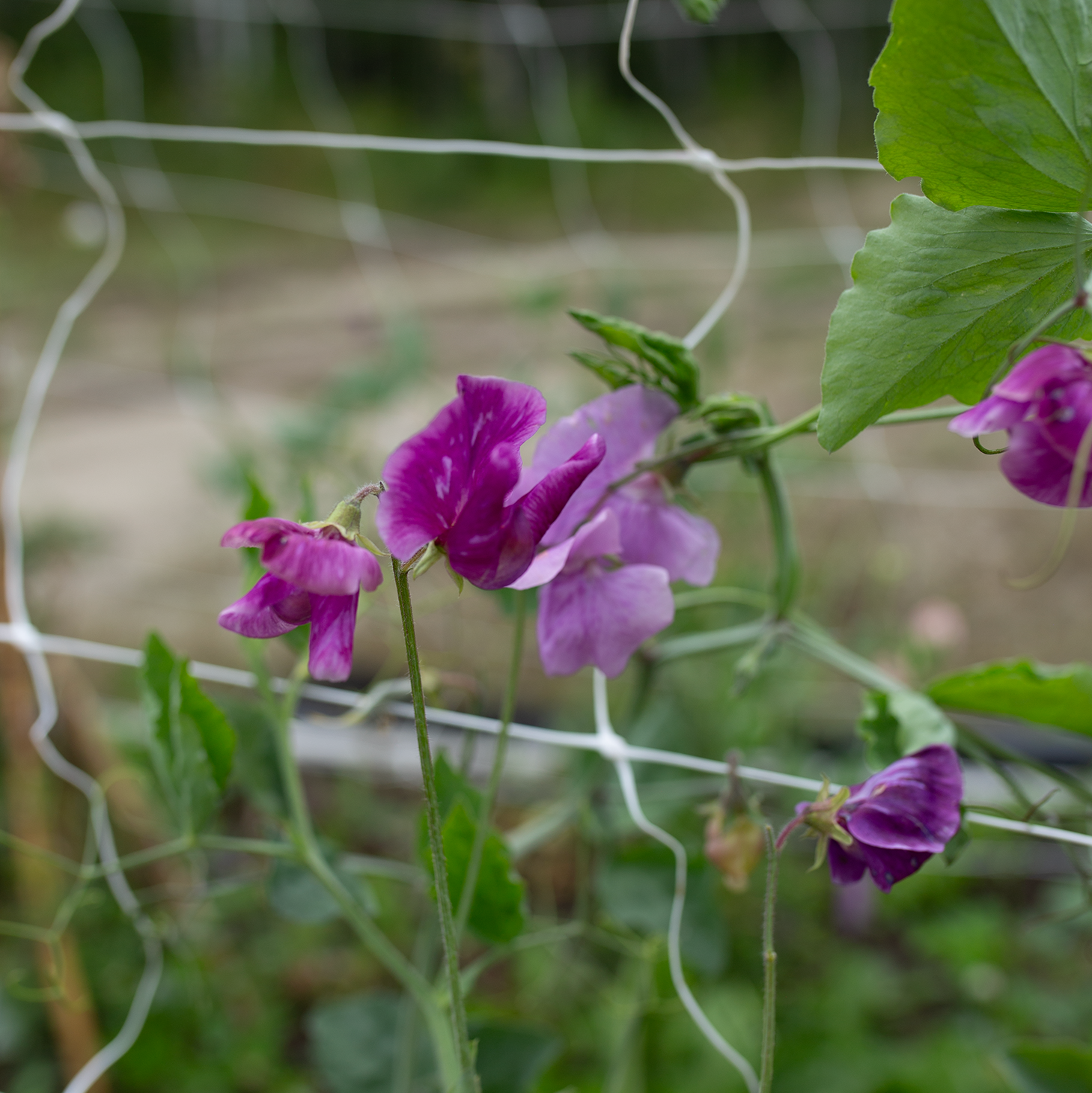 Sweet Pea 'Trelawny'