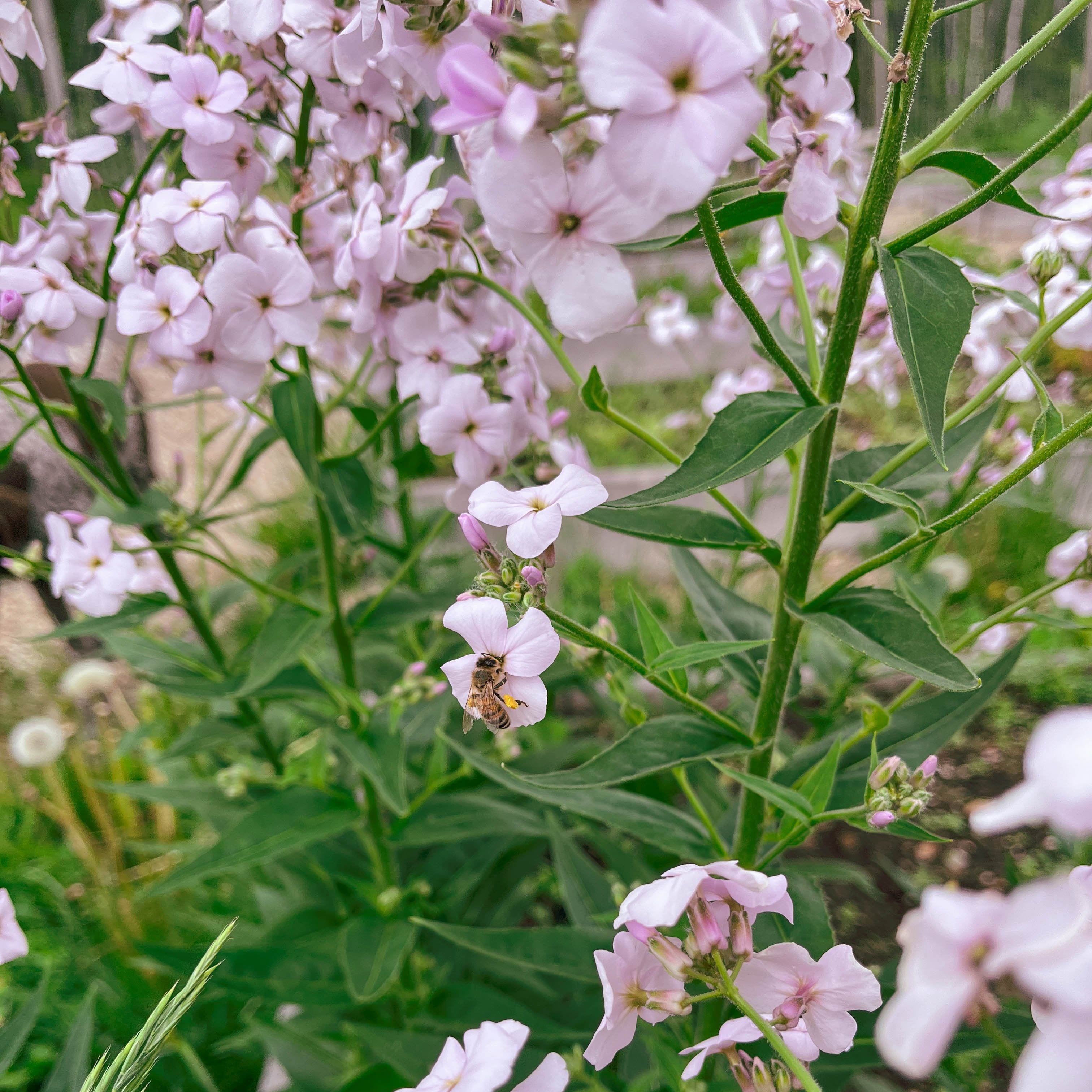 Sweet Rocket 'Pale Lavender'