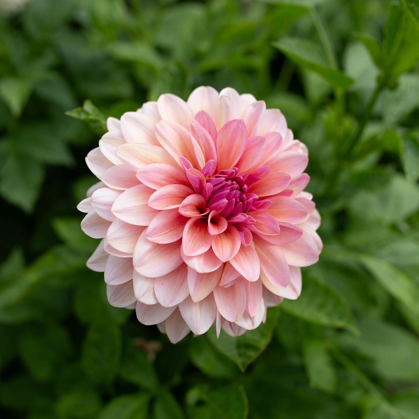 Dahlia 'Sweet Sturm Maria'