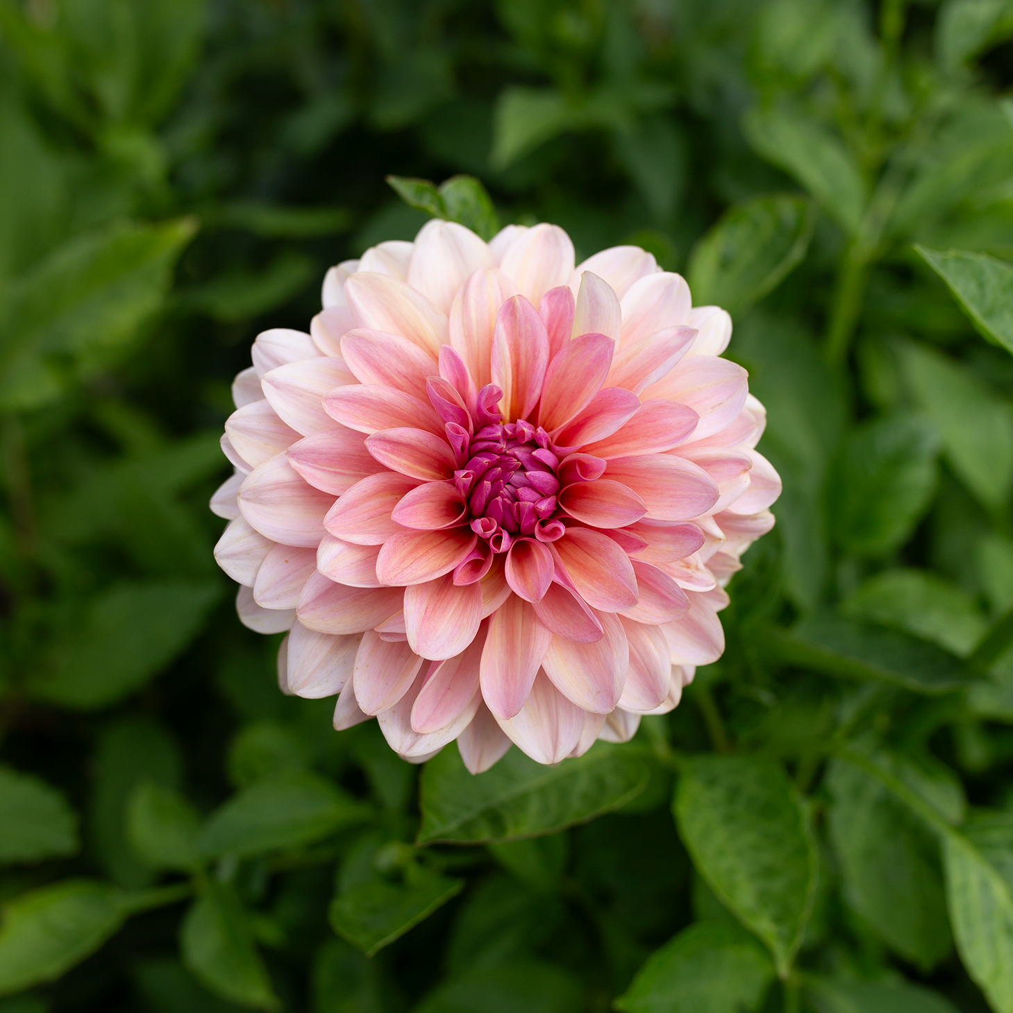 Dahlia 'Sweet Sturm Maria'