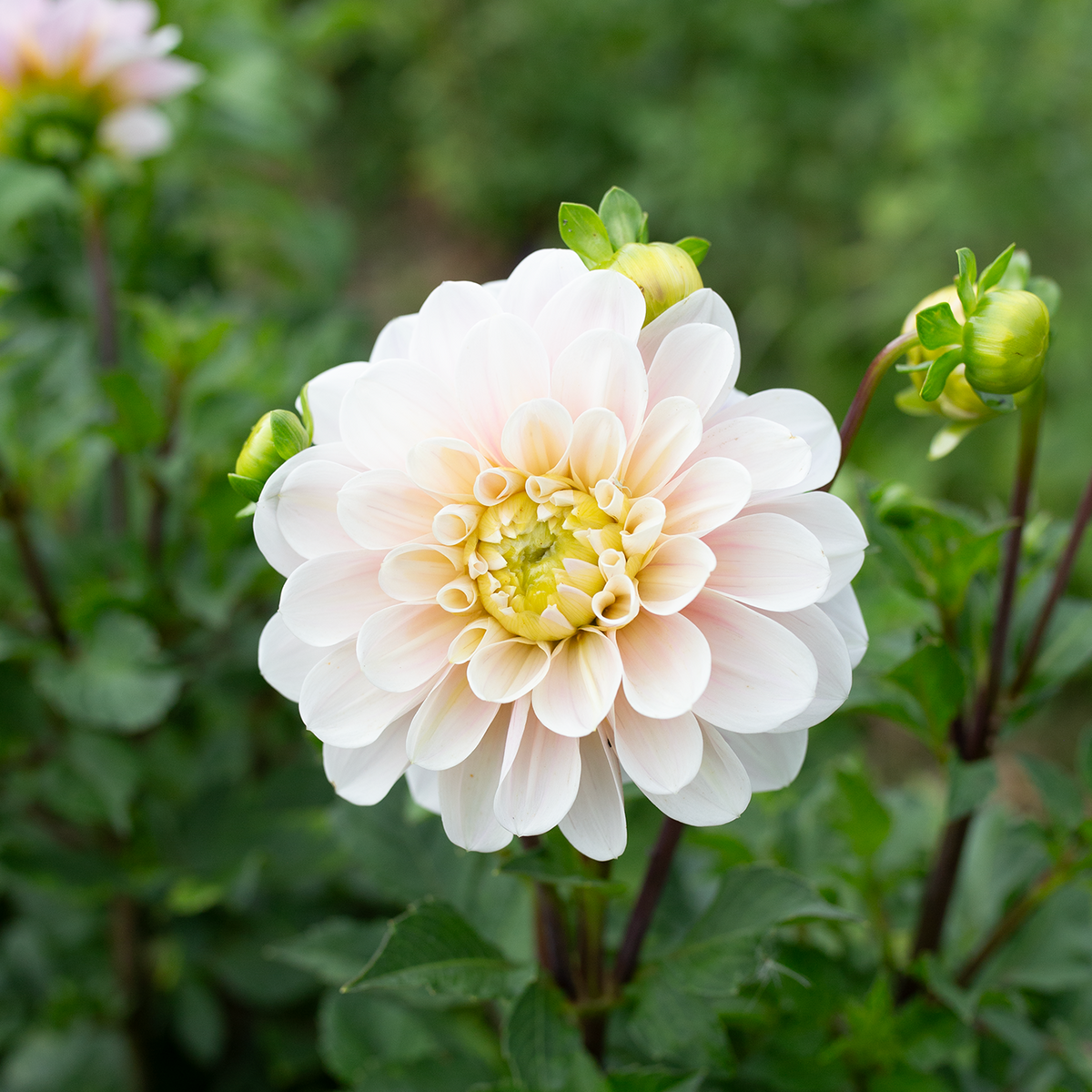 Dahlia 'Sweet Nathalie'