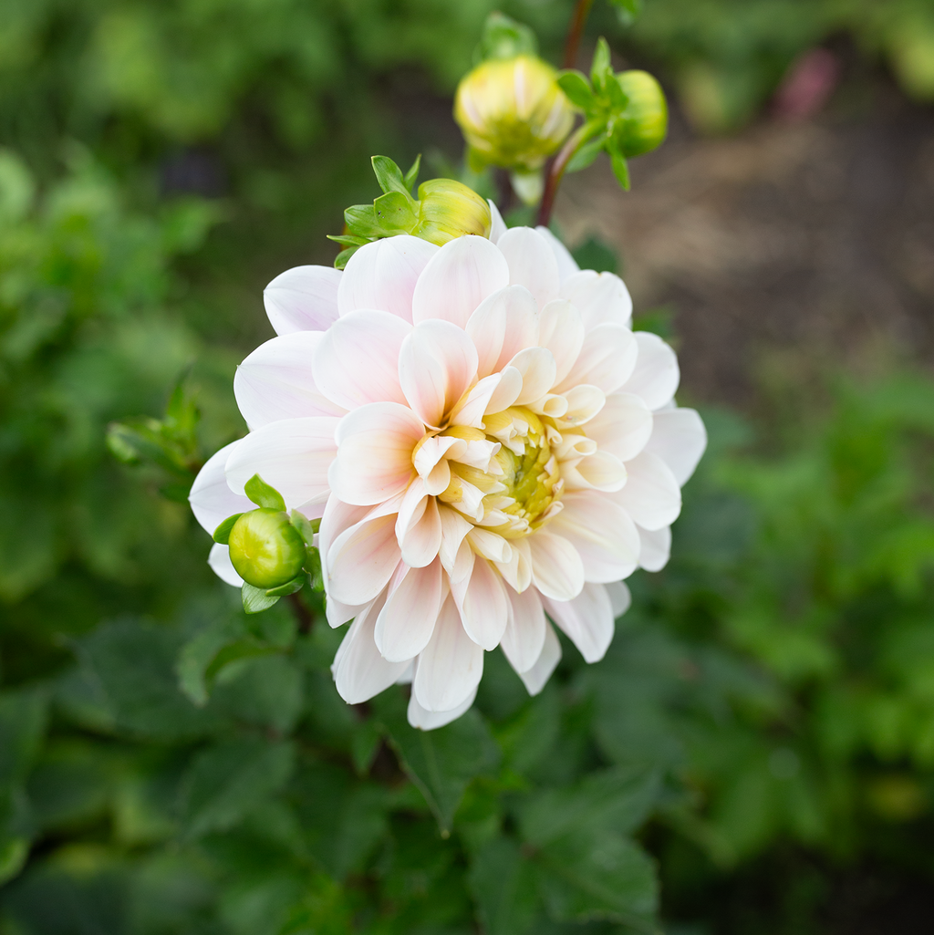 Dahlia 'Sweet Nathalie'