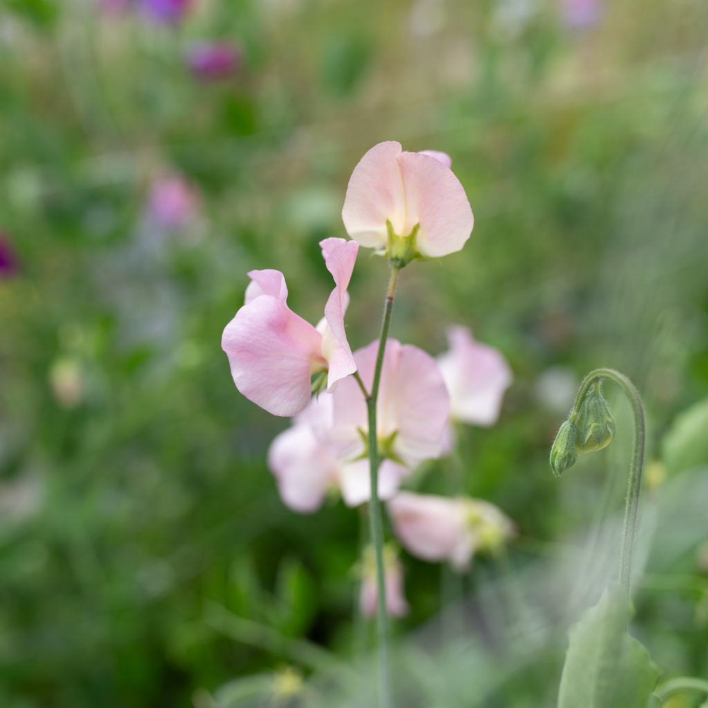 Sweet Pea 'Alisa'