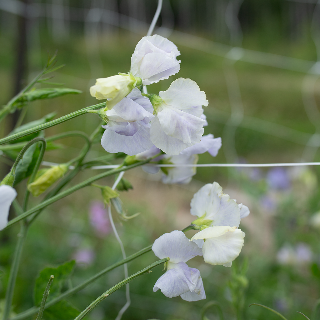 Sweet Pea 'Cilla'