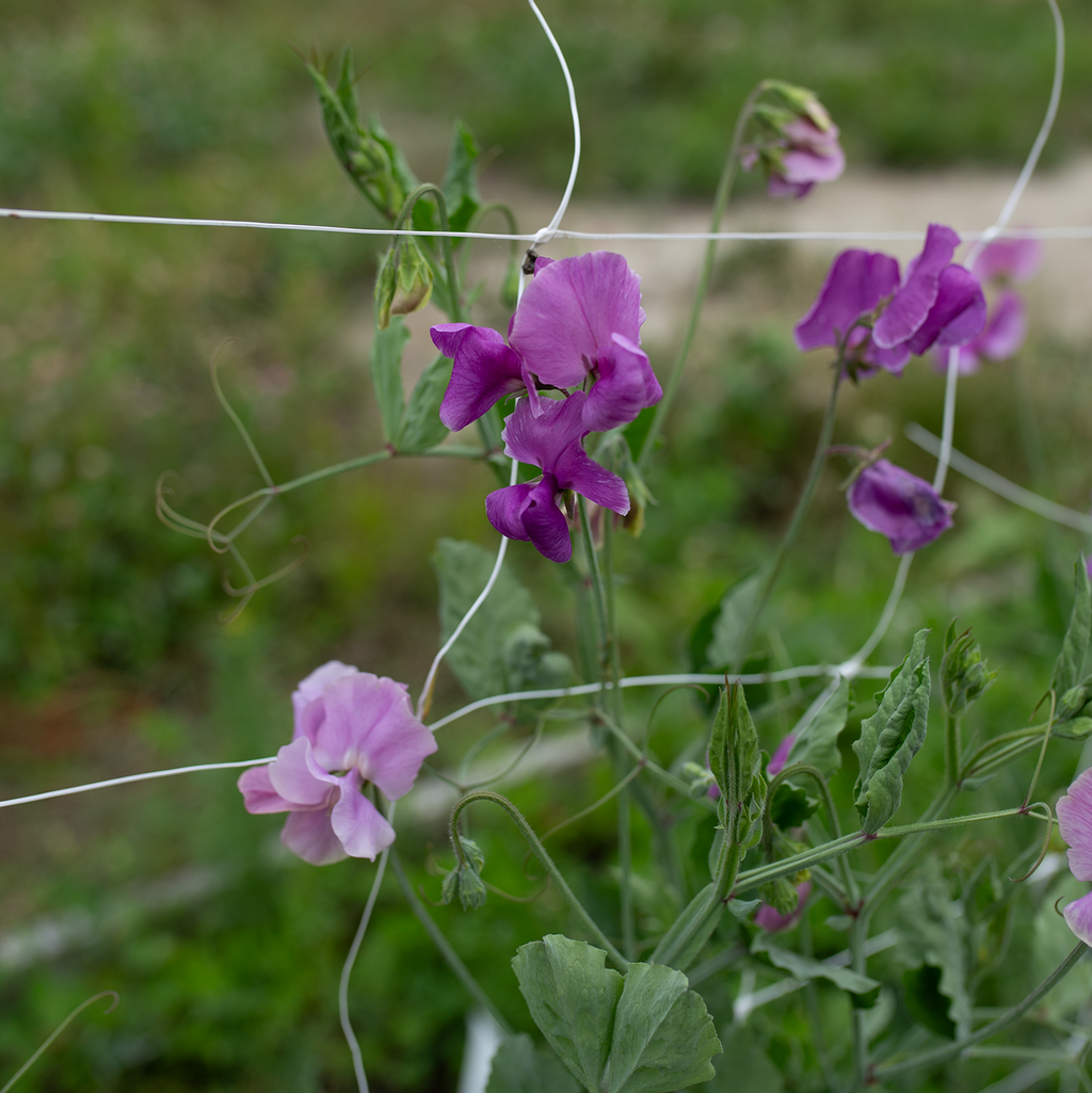 Sweet Pea 'Kings Coronation'