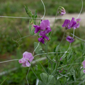 Sweet Pea 'Bijou du Jardin'