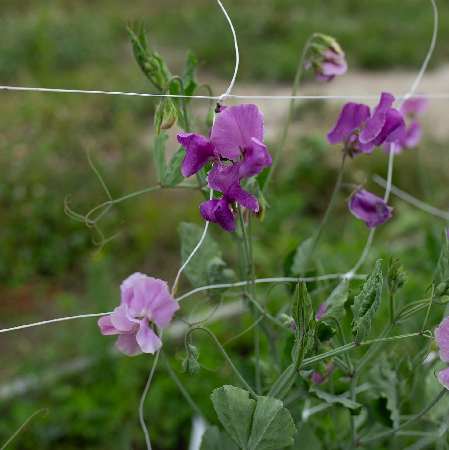 Sweet Pea 'Kings Coronation'