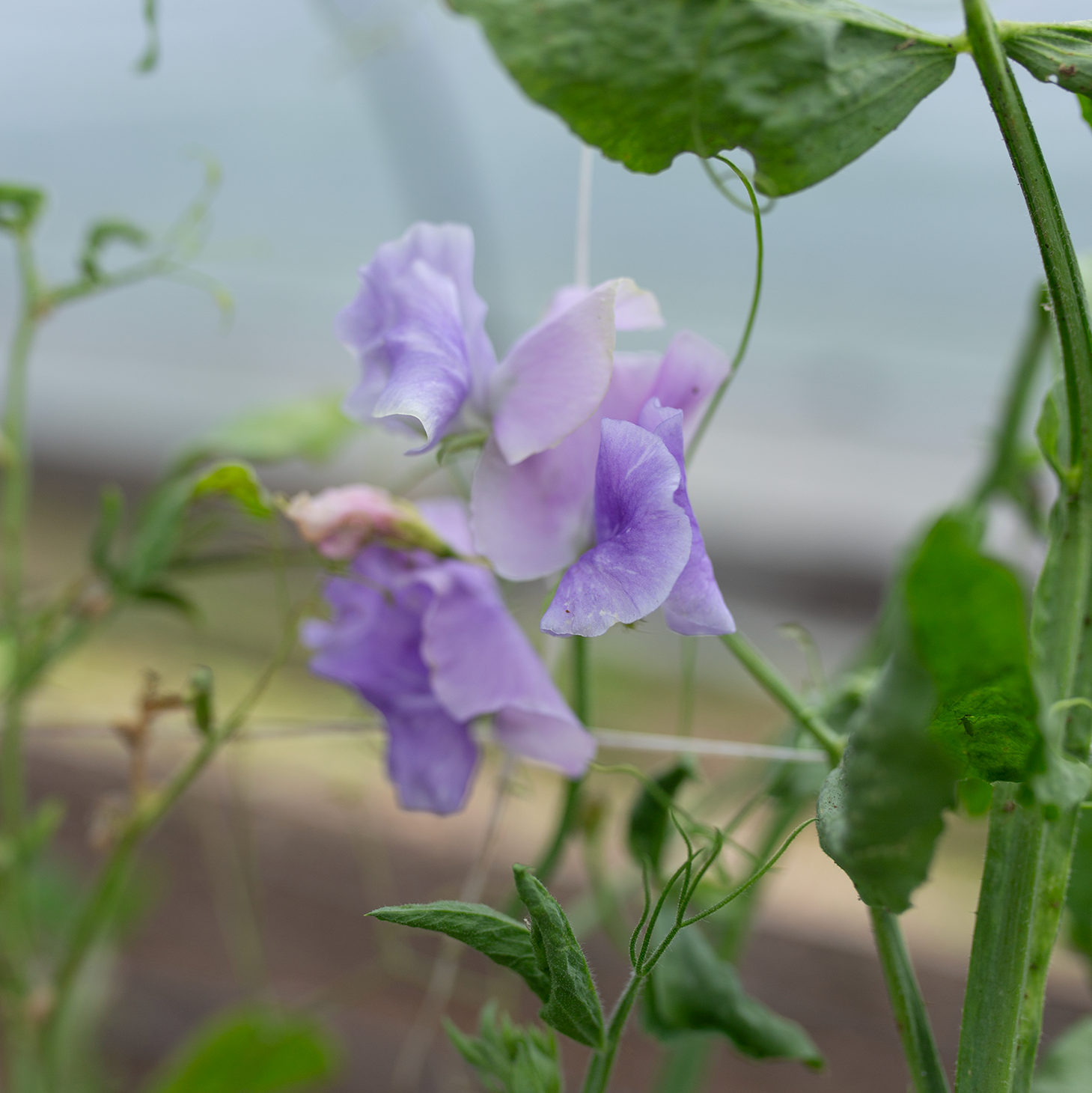 Sweet Pea 'Pastel'