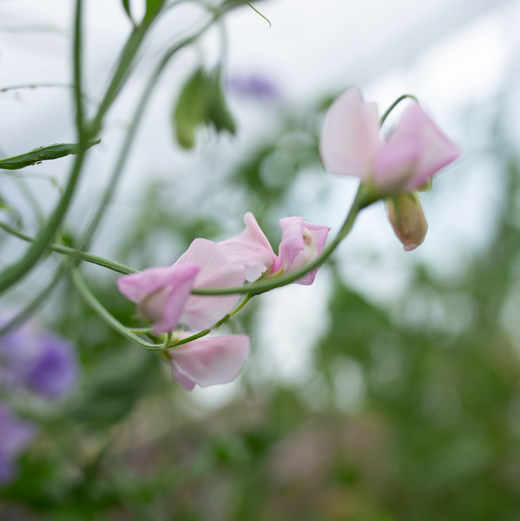 Sweet Pea 'Pastel'