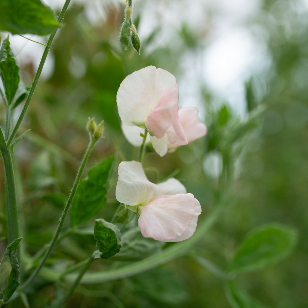 Sweet Pea 'Pastel'