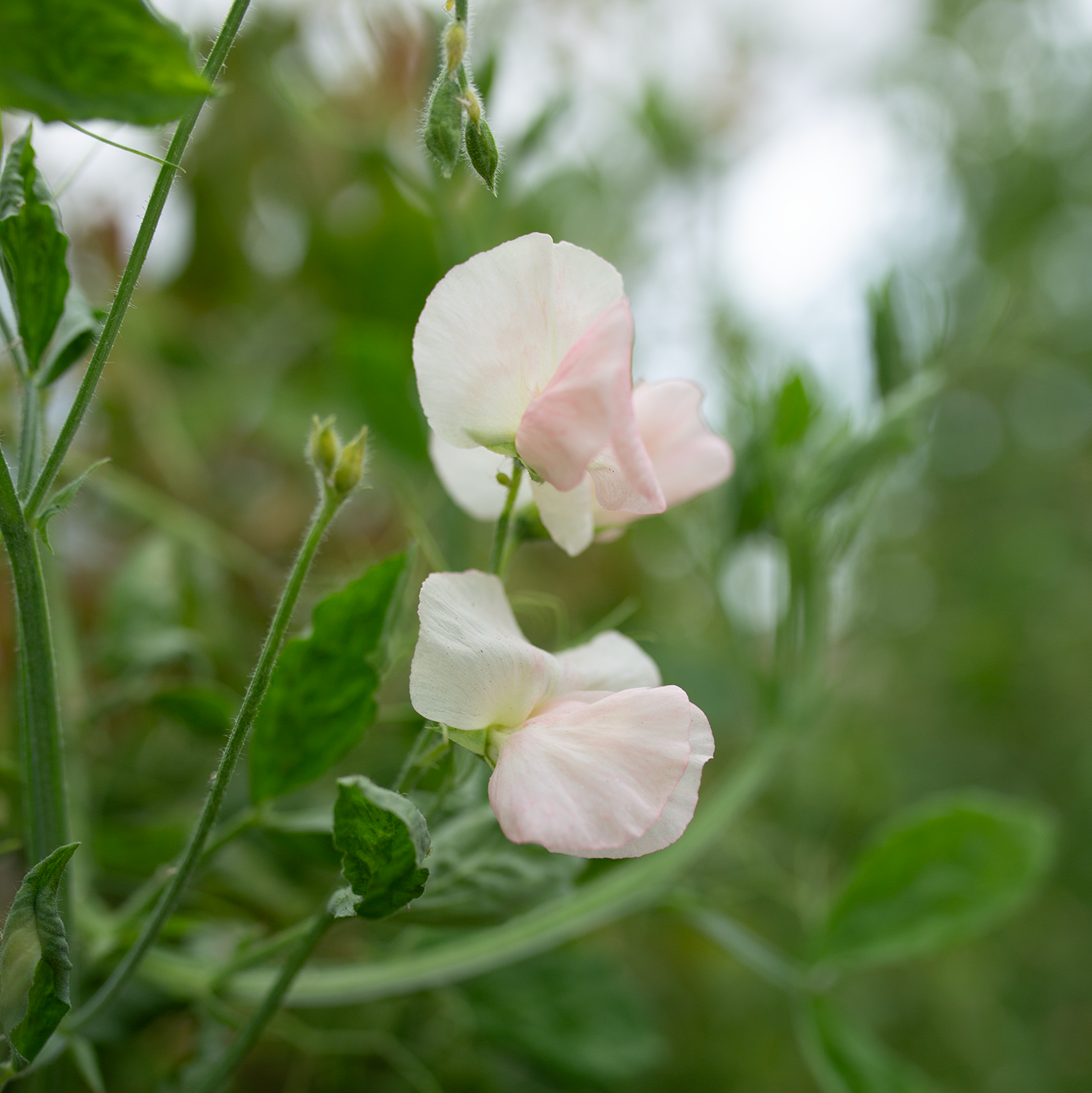 Sweet Pea 'Pastel'