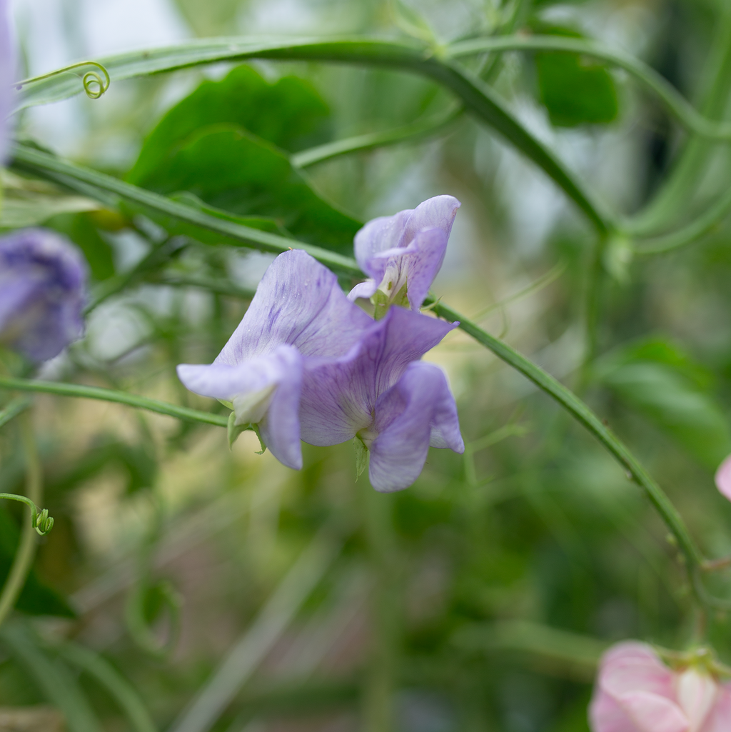 Sweet Pea 'Pastel'