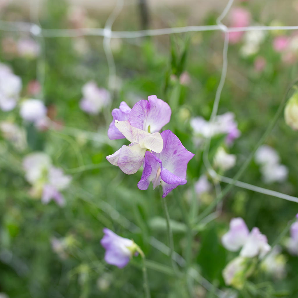 Sweet Pea 'Pulsar'