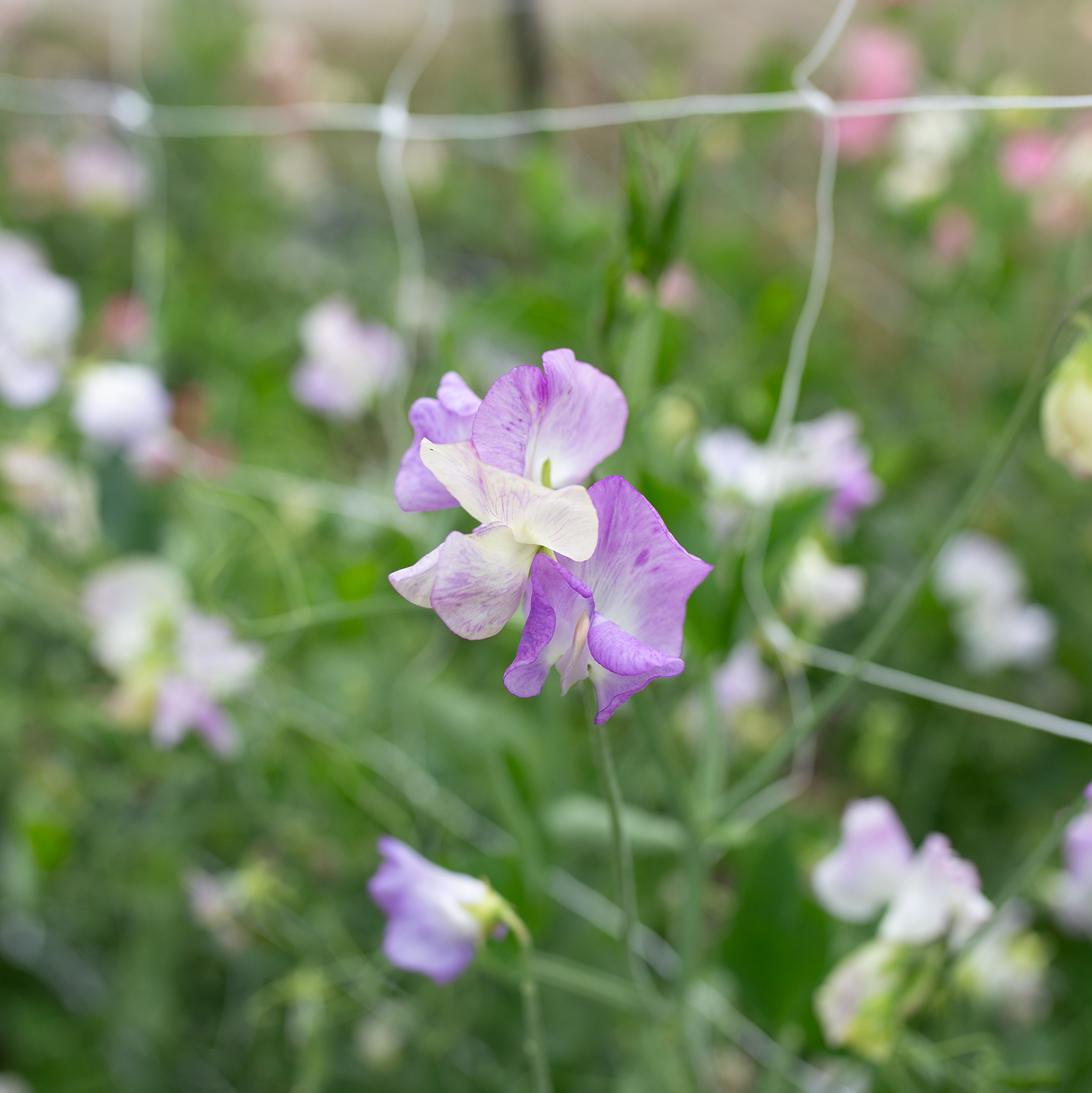 Sweet Pea 'Pulsar'