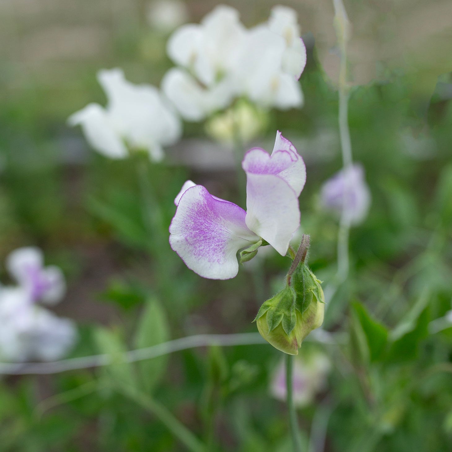 Sweet Pea 'Pulsar'