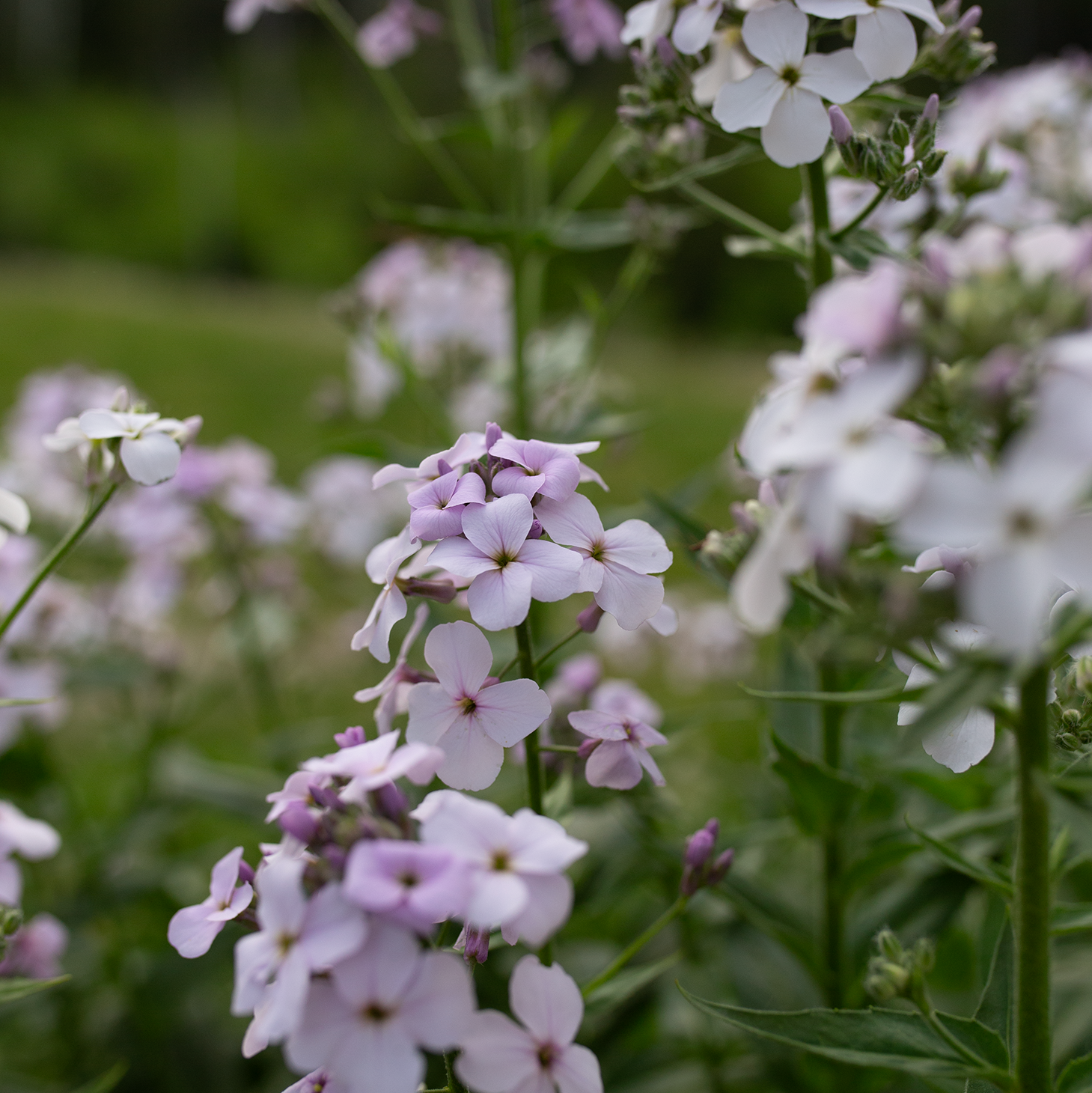 Sweet Rocket 'Pale Lavender'