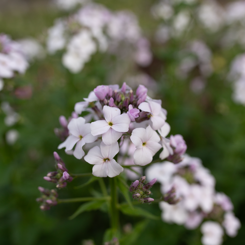 Sweet Rocket 'Pale Lavender'