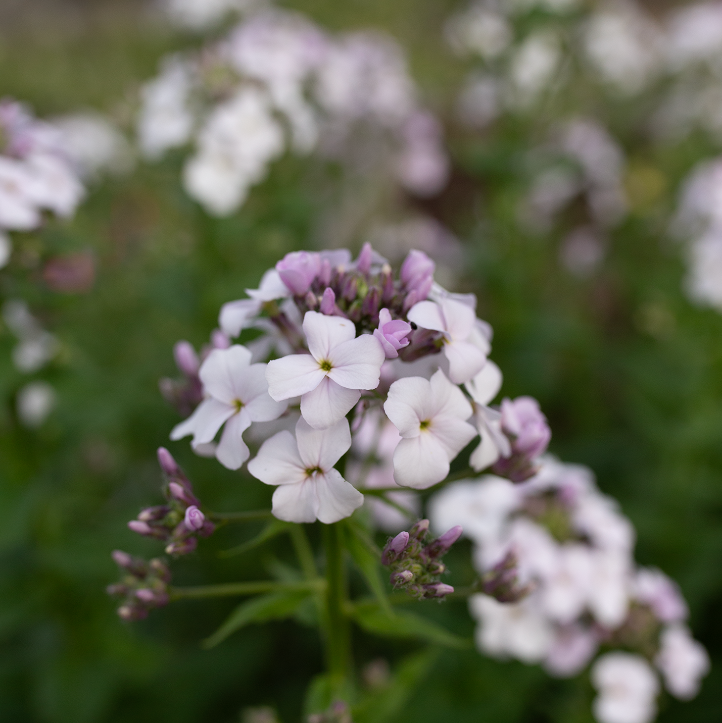 Sweet Rocket 'Pale Lavender'