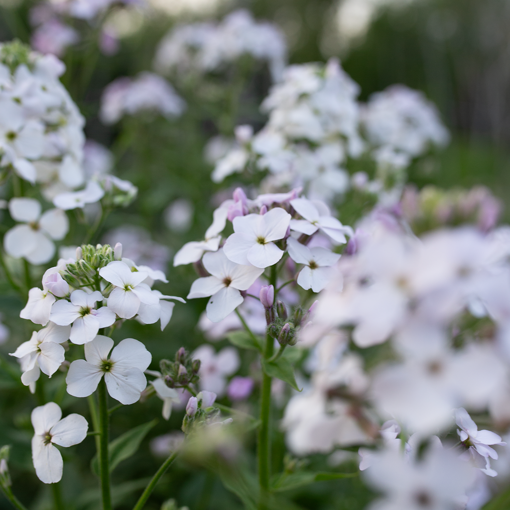 Sweet Rocket 'Pale Lavender'