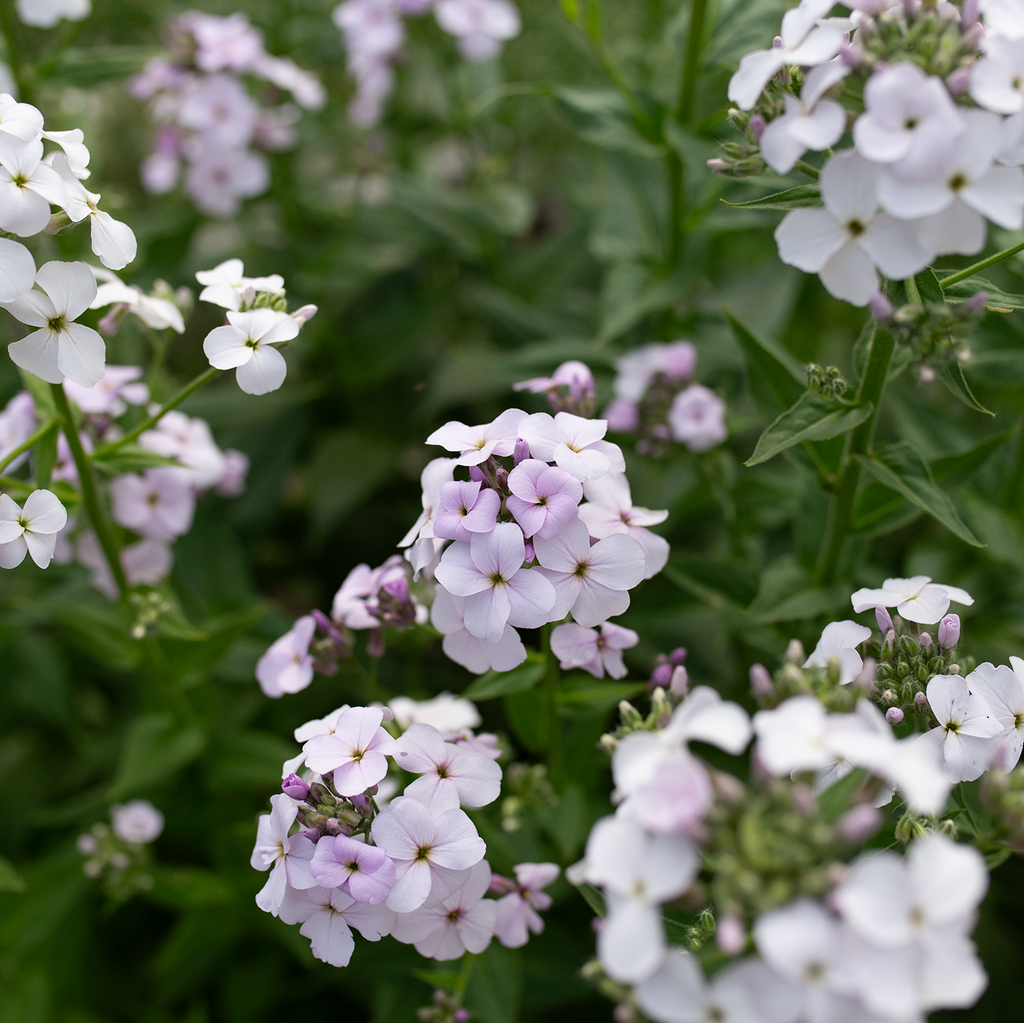 Sweet Rocket 'Pale Lavender'