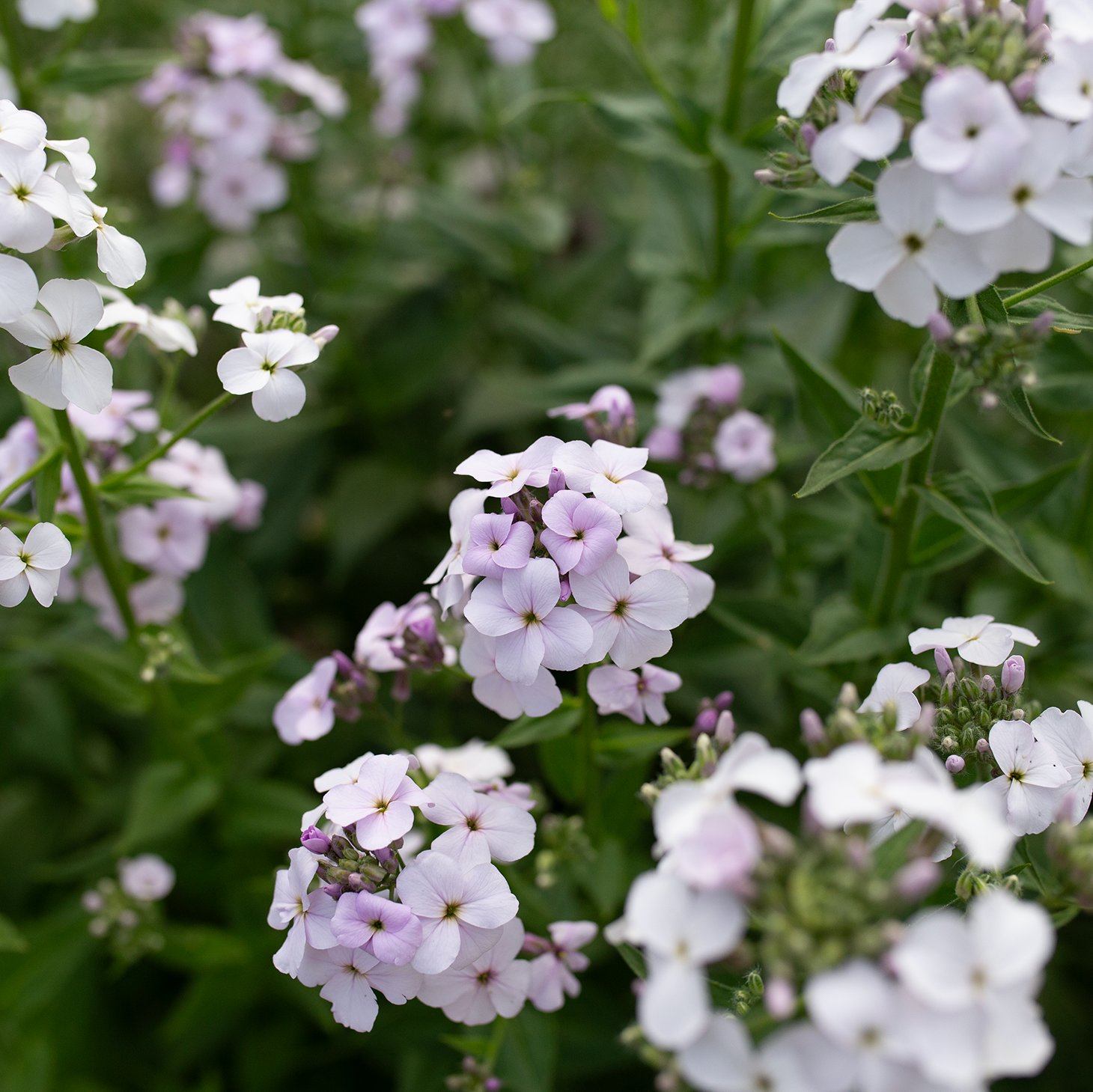 Sweet Rocket 'Pale Lavender'