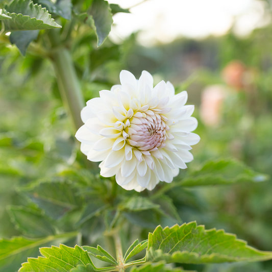Dahlia 'Tahoma Stellar Feller'
