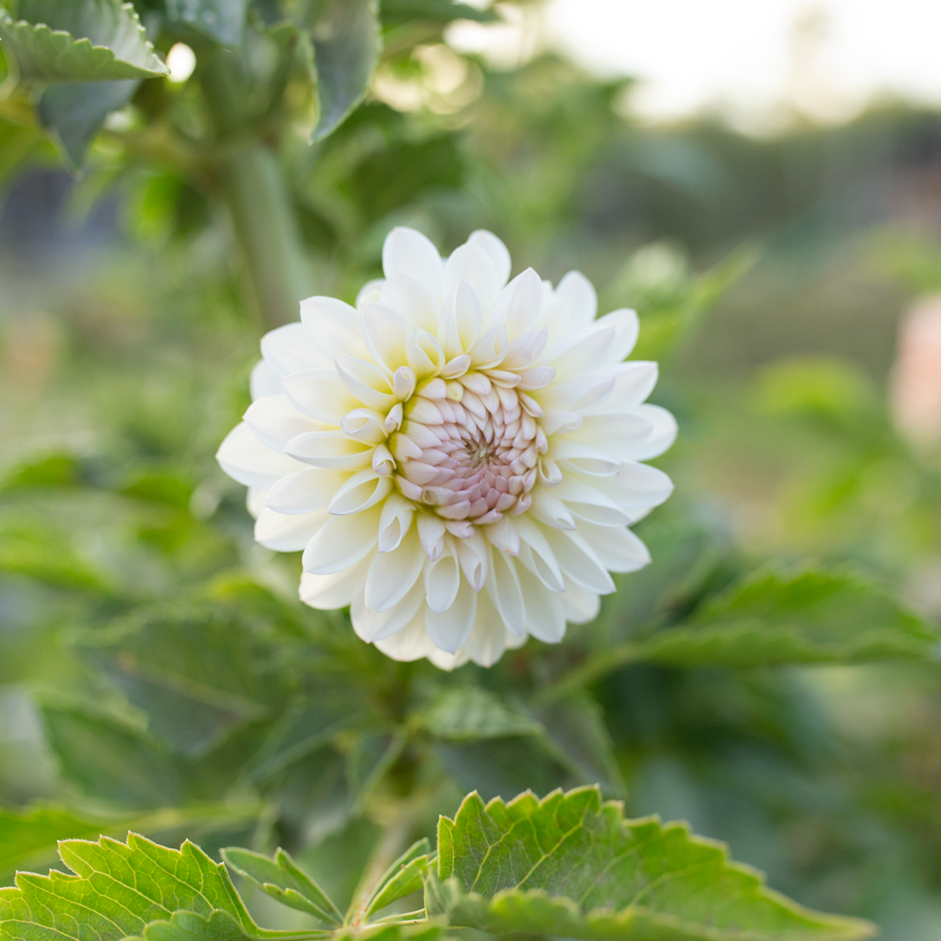 Dahlia 'Tahoma Stellar Feller'