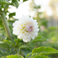Dahlia 'Tahoma Stellar Feller'