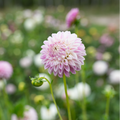 Dahlia 'Tahoma Kelli'