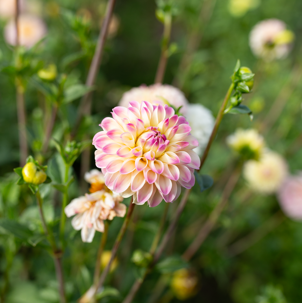 Dahlia 'Tahoma Odyssey'