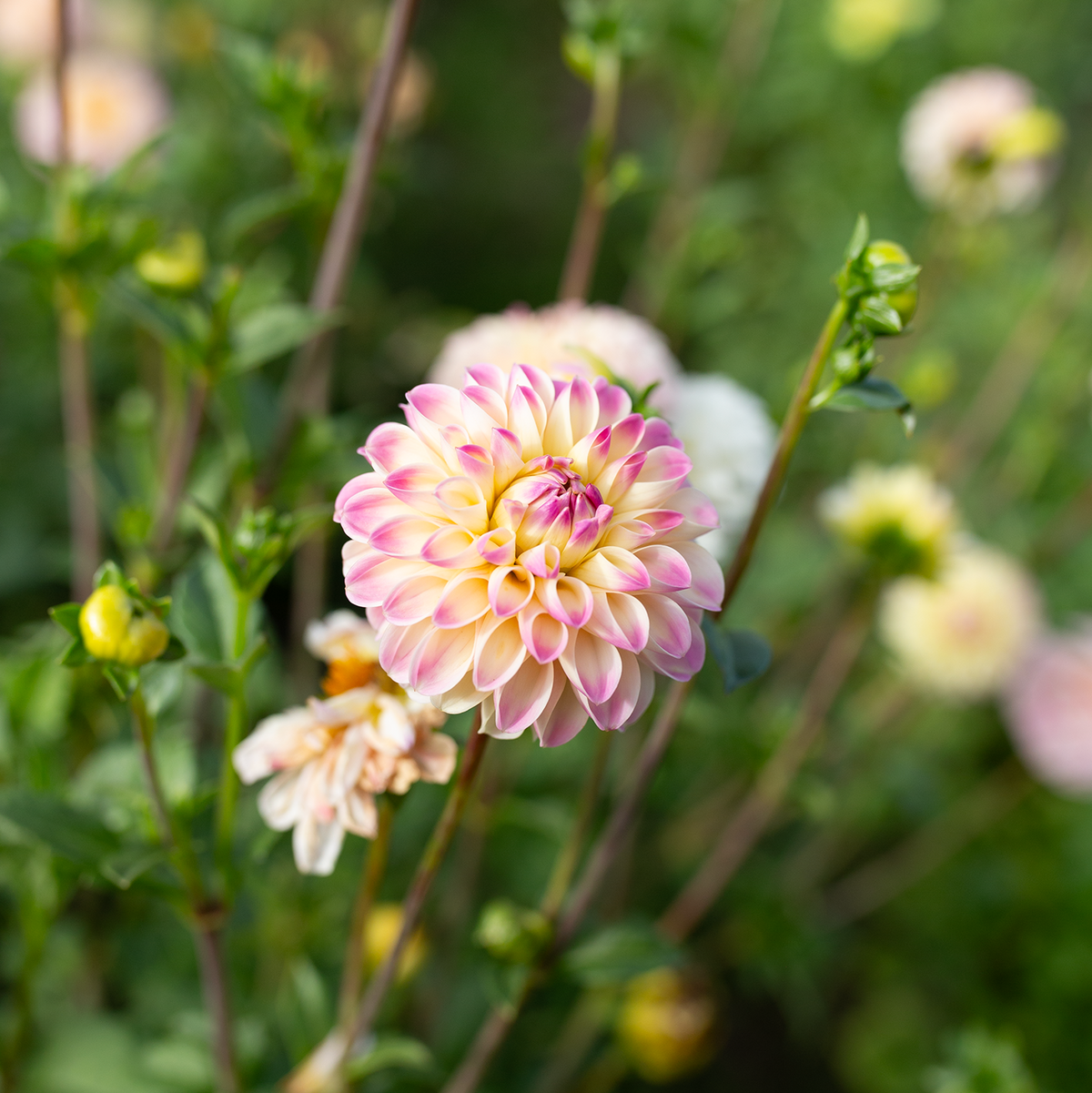 Dahlia 'Tahoma Odyssey'